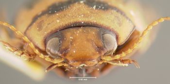 Media type: image;   Entomology 23924 Aspect: head frontal view